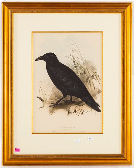 Carrion Crow - Edward Lear