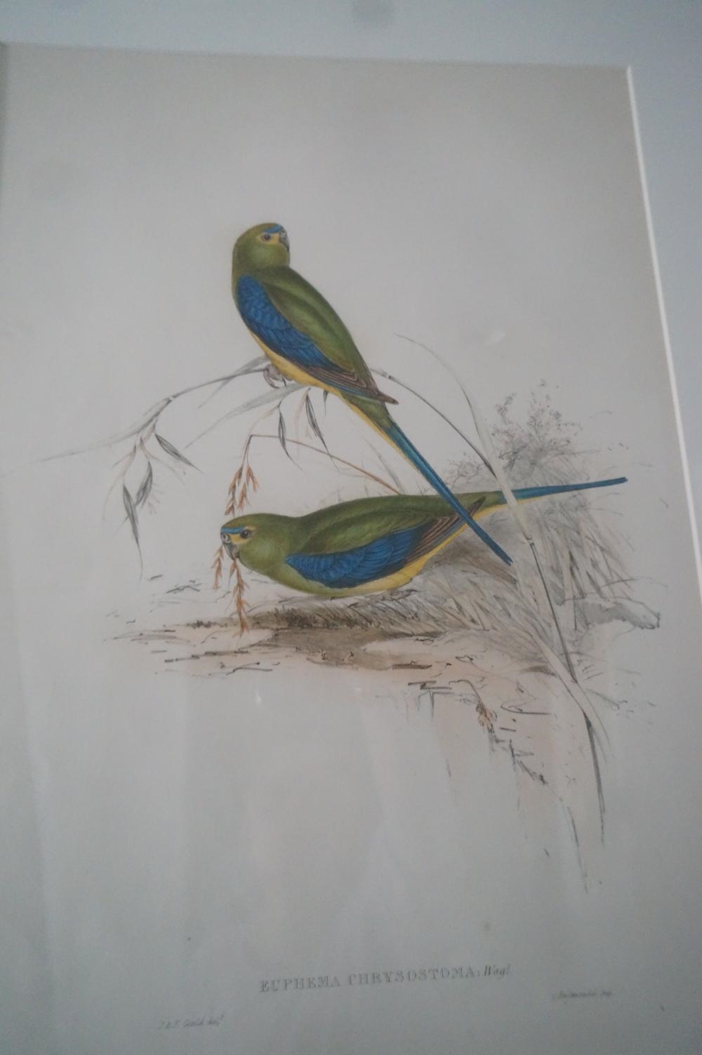 John Gould | Blue banded grass-Parakeet (ca. 19) | MutualArt