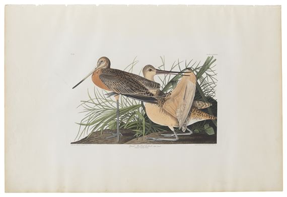 John James Audubon | Great Marbled Godwit (Plate CCXXXVIII (Circa 1836 ...