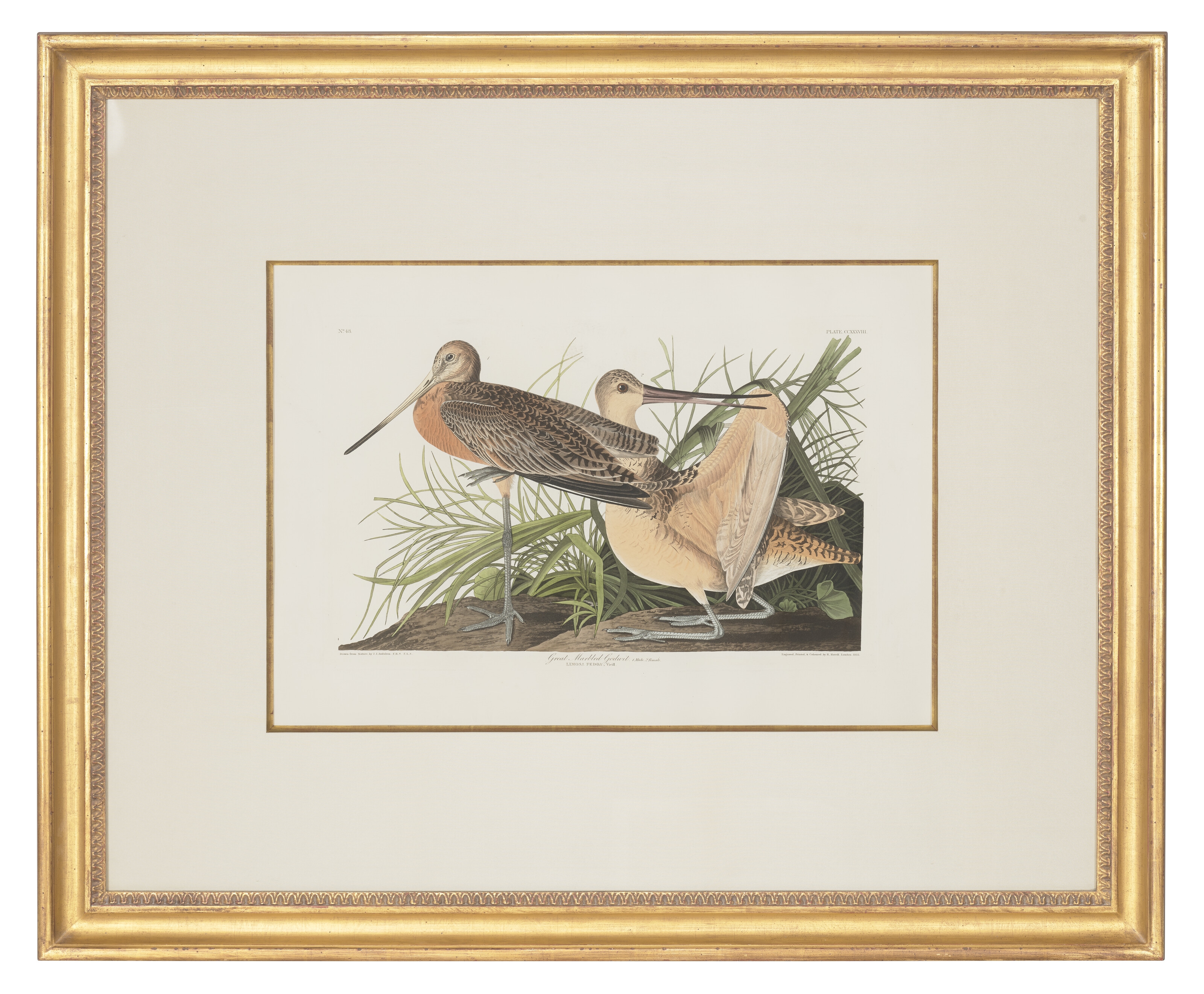 John James Audubon | Great Marbled Godwit (Plate CCXXXVIII (Circa 1836 ...