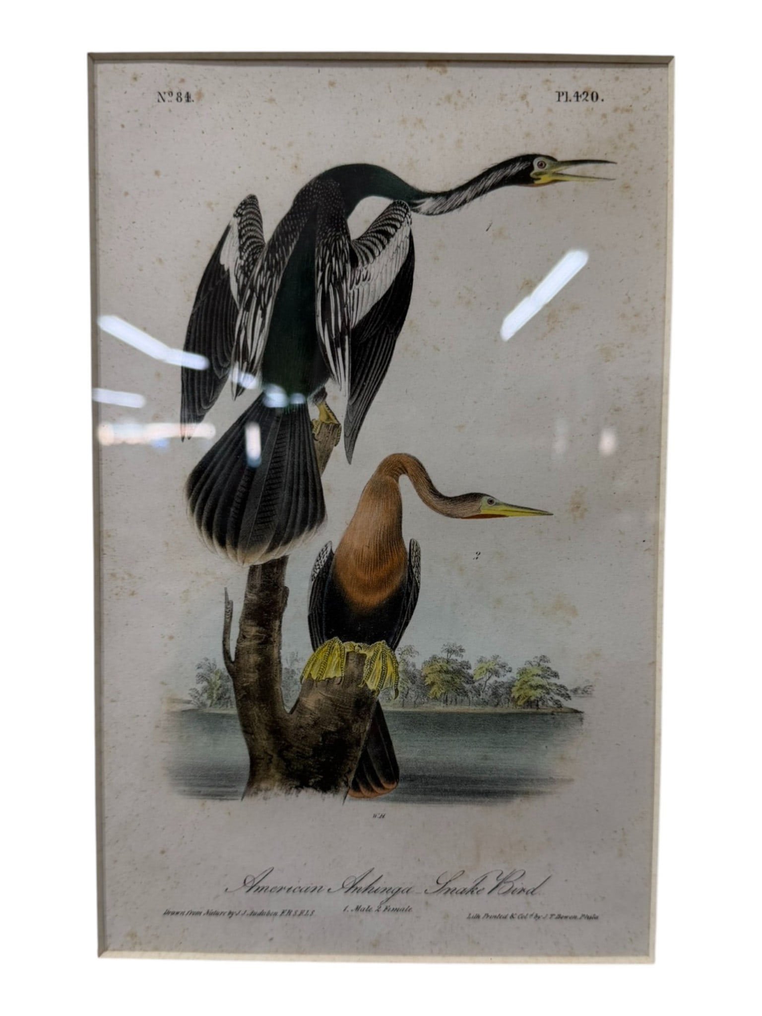 John James Audubon | American Anhinga (Snake Bird) (Octavo Edition ...