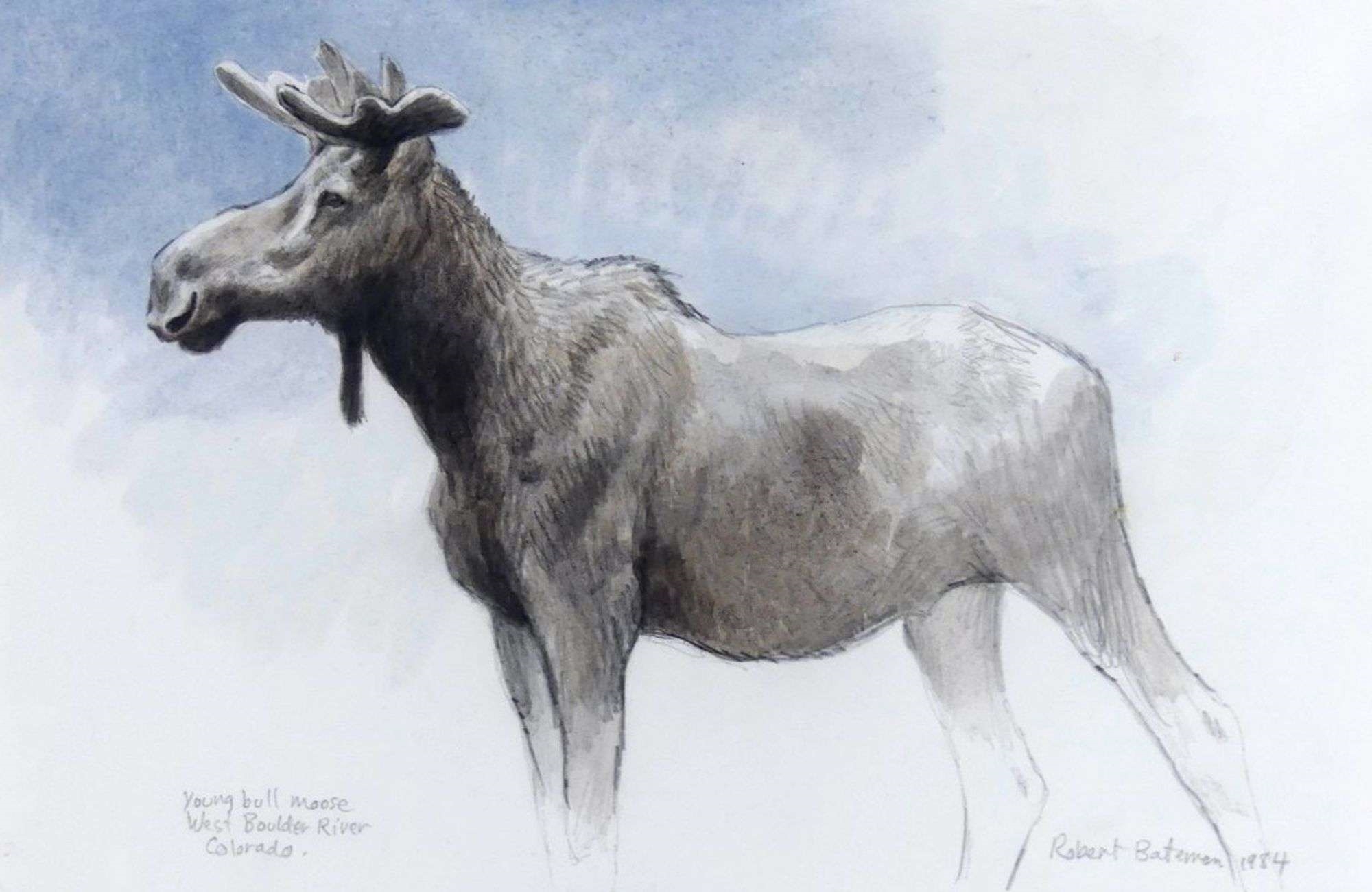 Robert McLellan Bateman | Young Bull Moose, West Boulder River ...