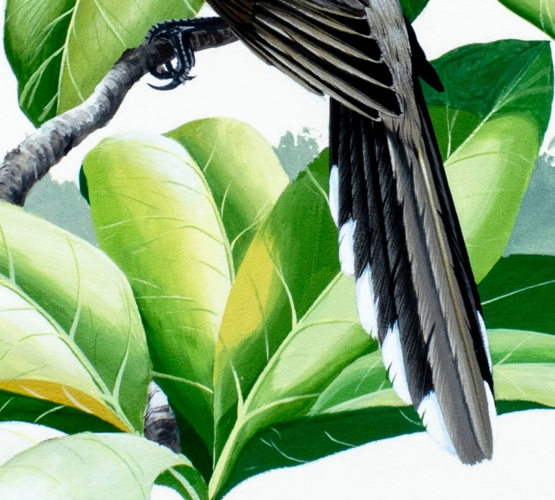 Anthony J. Rudisill | Mangrove Cuckoo Bird (Circa 1986) | MutualArt