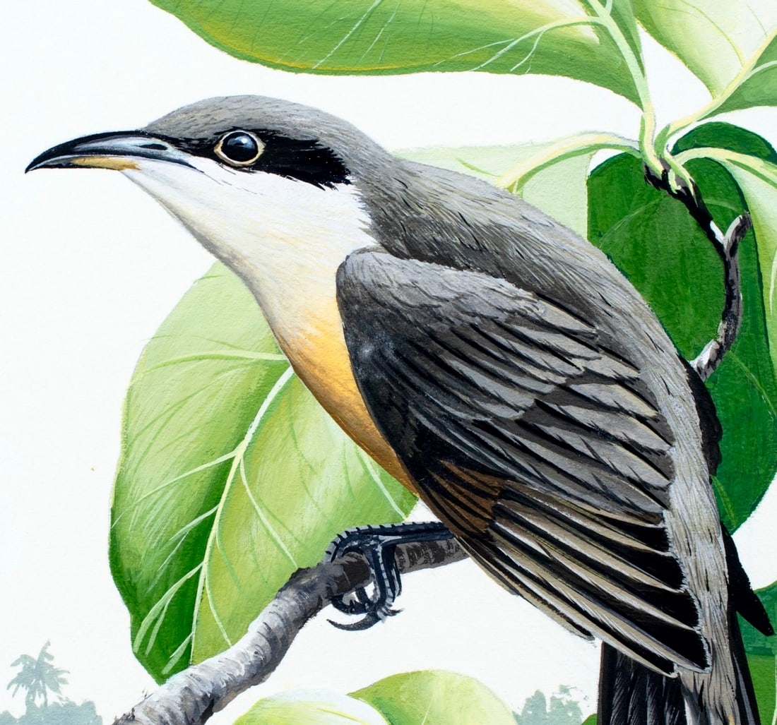 Anthony J. Rudisill | Mangrove Cuckoo Bird (Circa 1986) | MutualArt