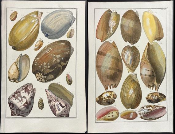 Pair of Shell Engravings by Albertus Seba, 1734-1765