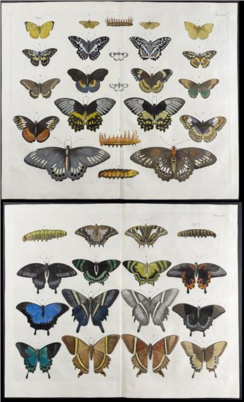 Pair of Engravings of Butterflies or Moths, Caterpillars by Albertus Seba, 1734-1765