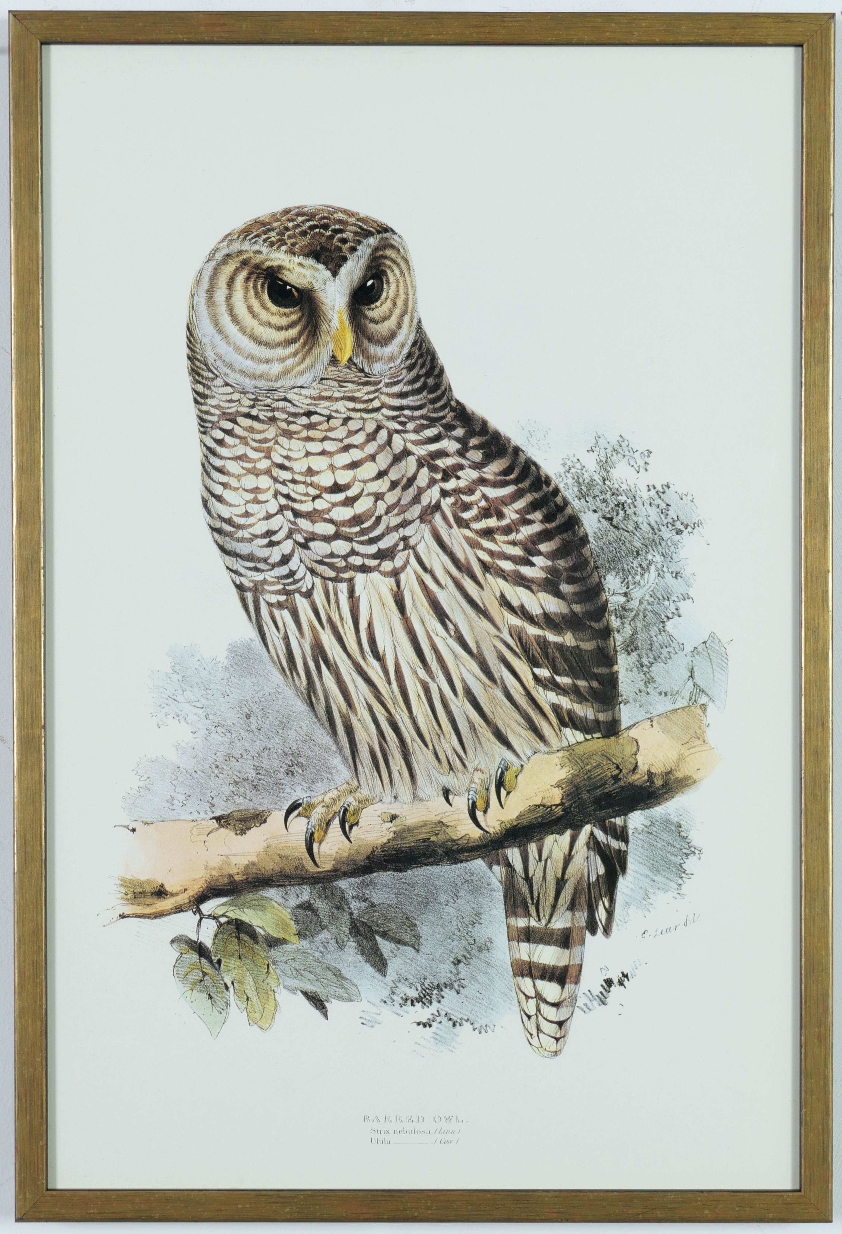Edward Lear | A PAIR OF OWLS (2 | MutualArt