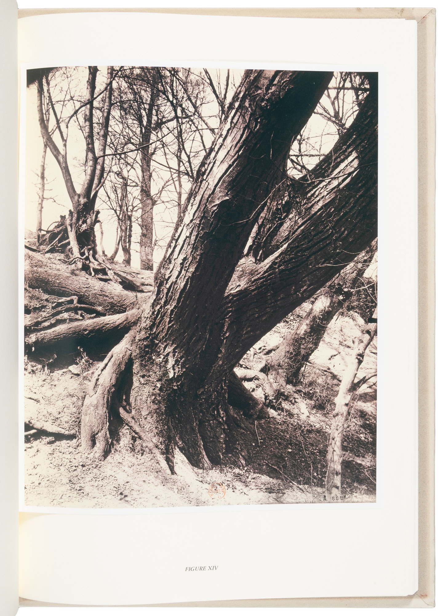 Eugène Atget | Eugène Atget's Trees: Newly Discovered Photographs (2003 ...
