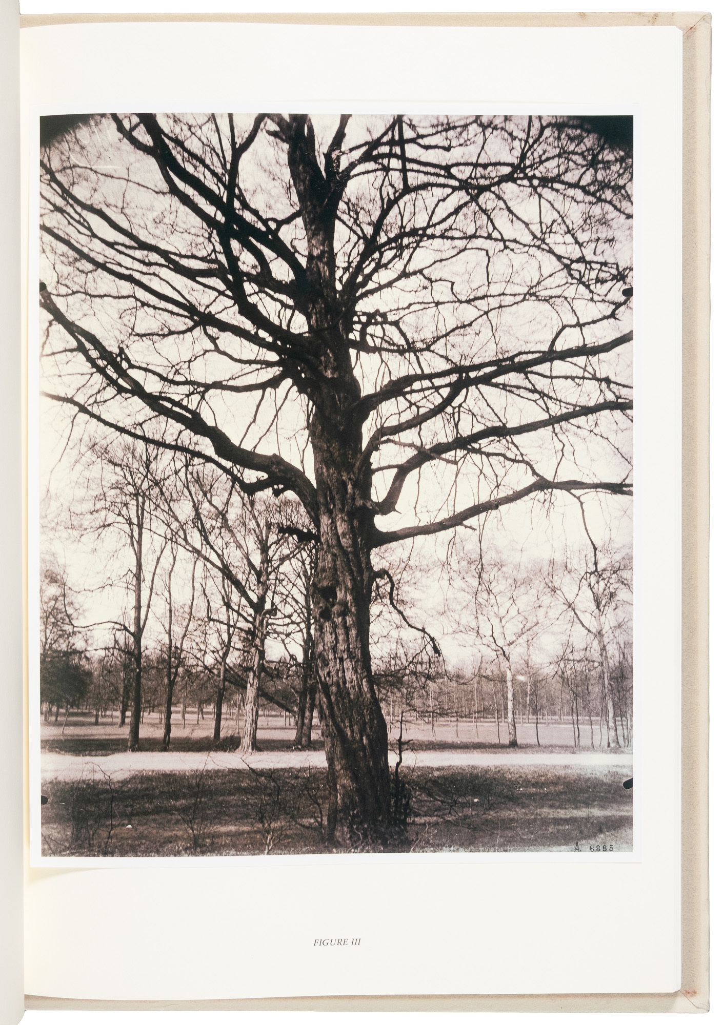 Eugène Atget | Eugène Atget's Trees: Newly Discovered Photographs (2003 ...