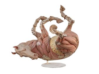 A visceral anatomical sculpture of a horse in a dynamic pose, revealing its internal musculature.