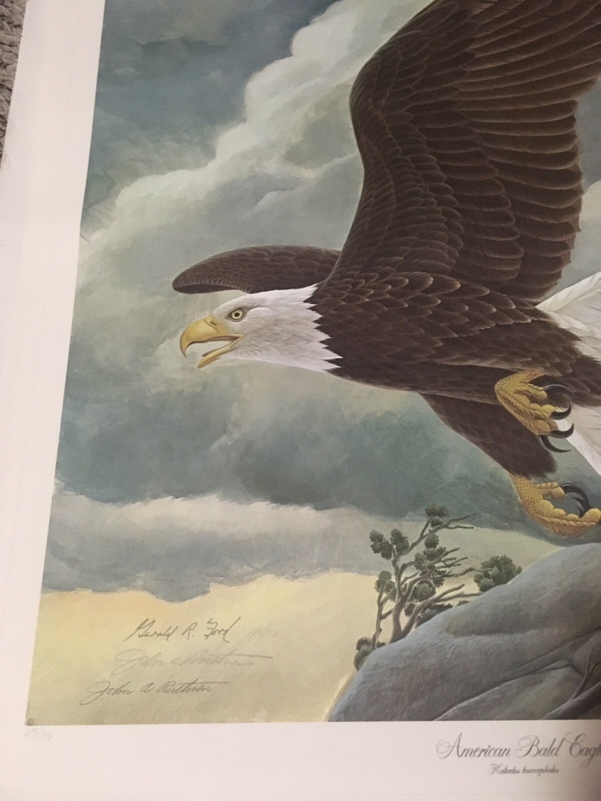 John Ruthven | American Bald Eagle (1976) | MutualArt