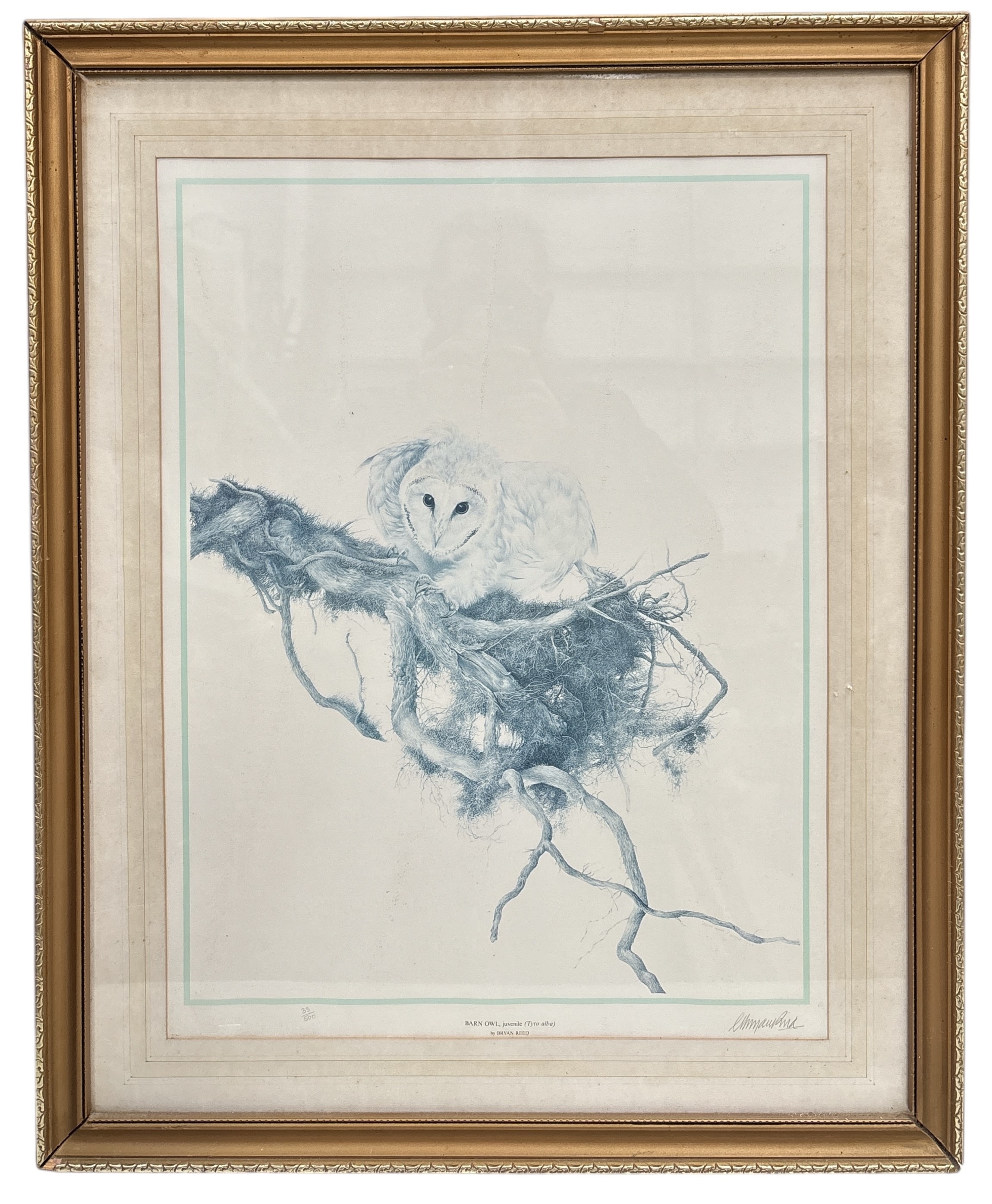 Bryan Reed | Barn Owl | MutualArt