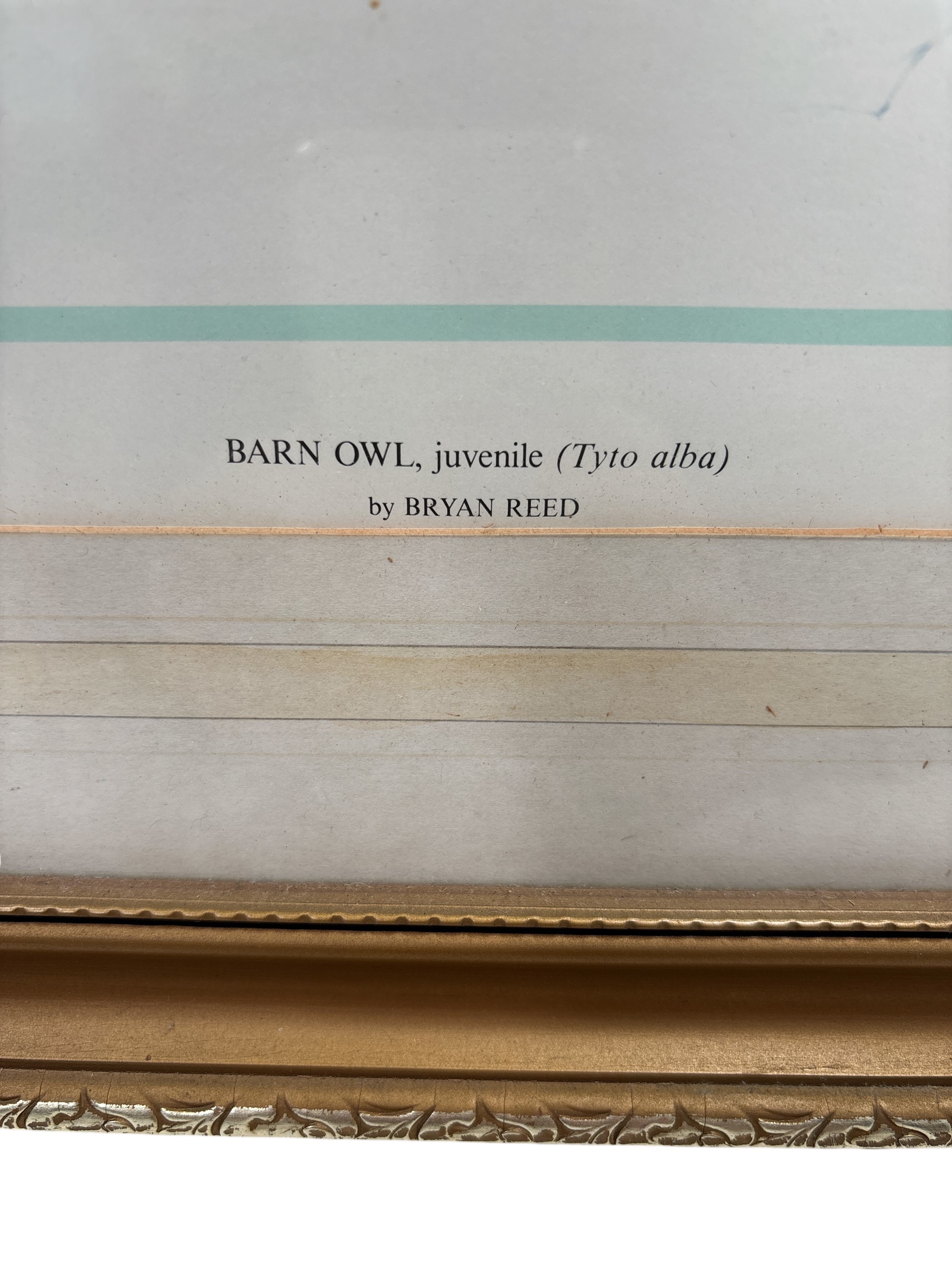 Bryan Reed | Barn Owl | MutualArt