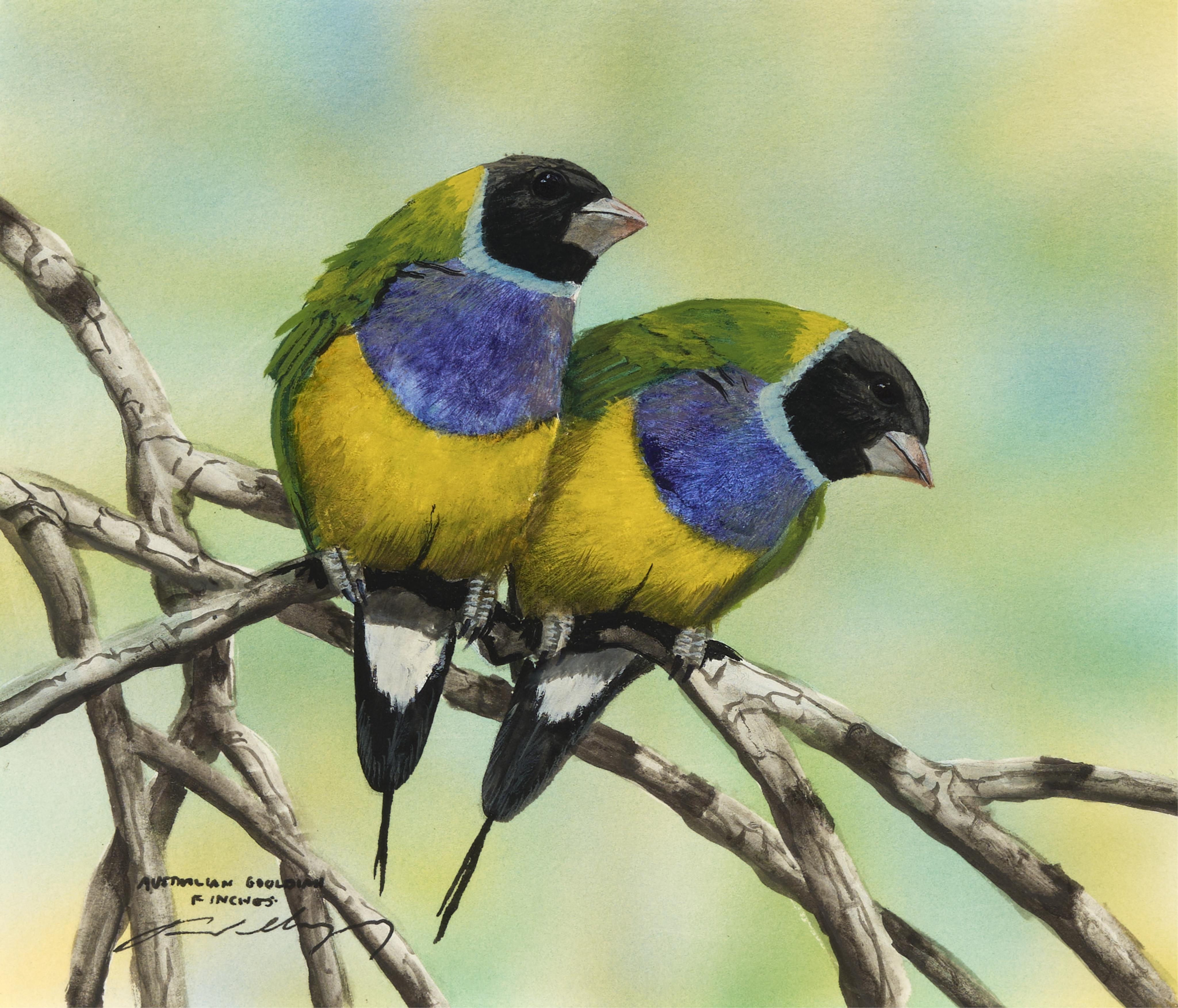 Paul Margocsy | Australian Gouldian Finches | MutualArt