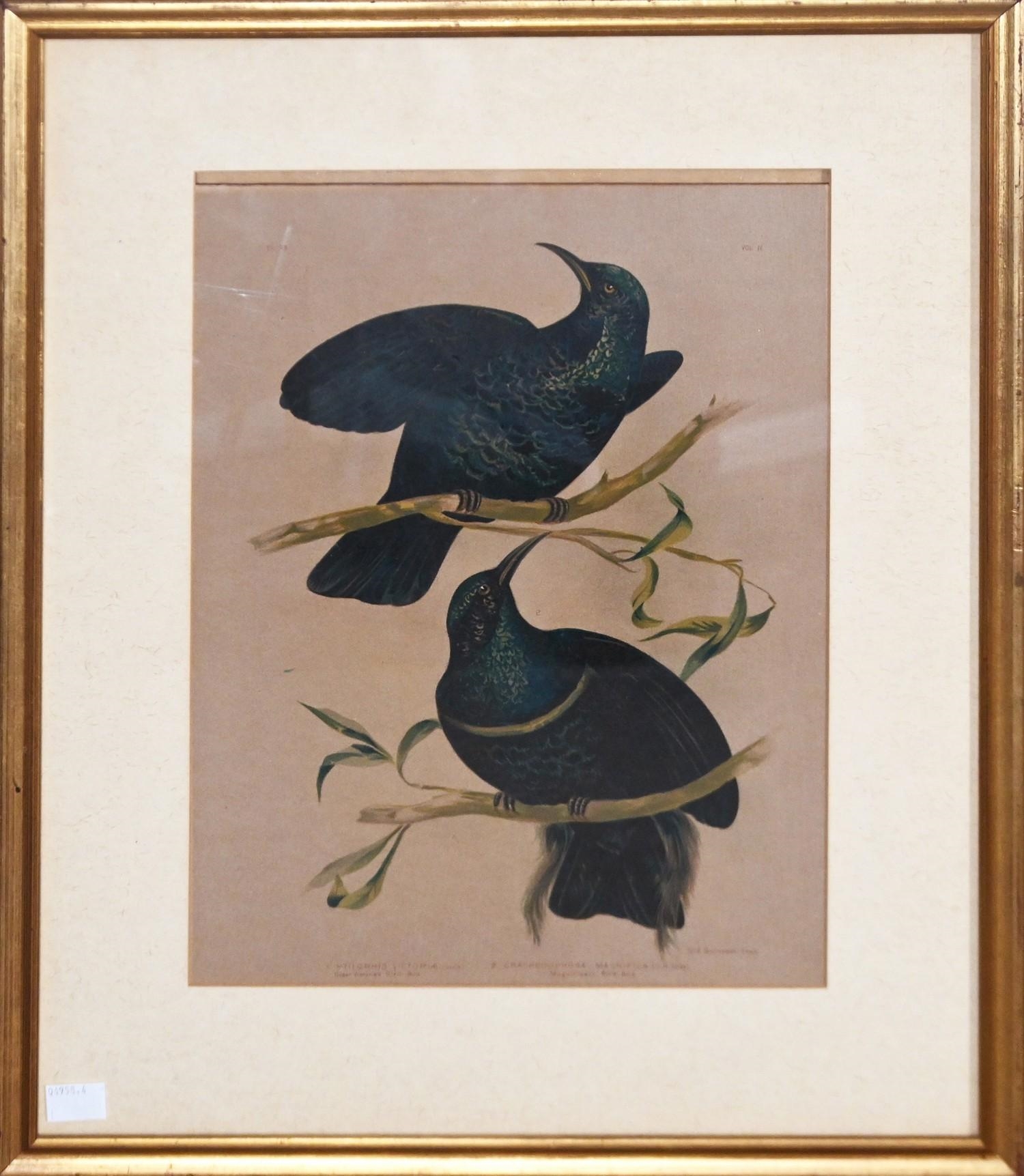 Gracius Joseph Broinowski | RIFLE-BIRDS | MutualArt