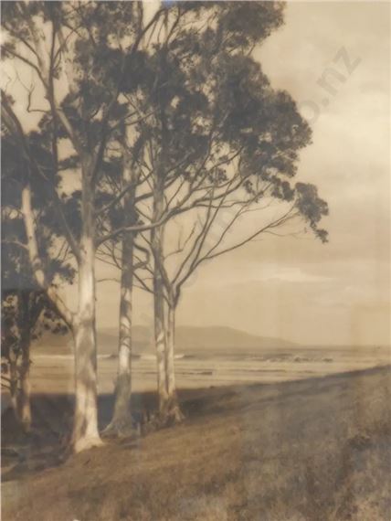 George Chance | The Sunlit Gums | MutualArt