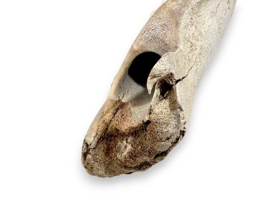 Kent Heindel | 71 Whale Rib Bone Carving w/ Walrus Design | MutualArt