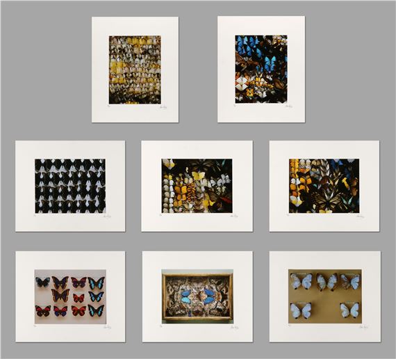set van 8 C-Print Foto’s “Butterflies - Paul Huf