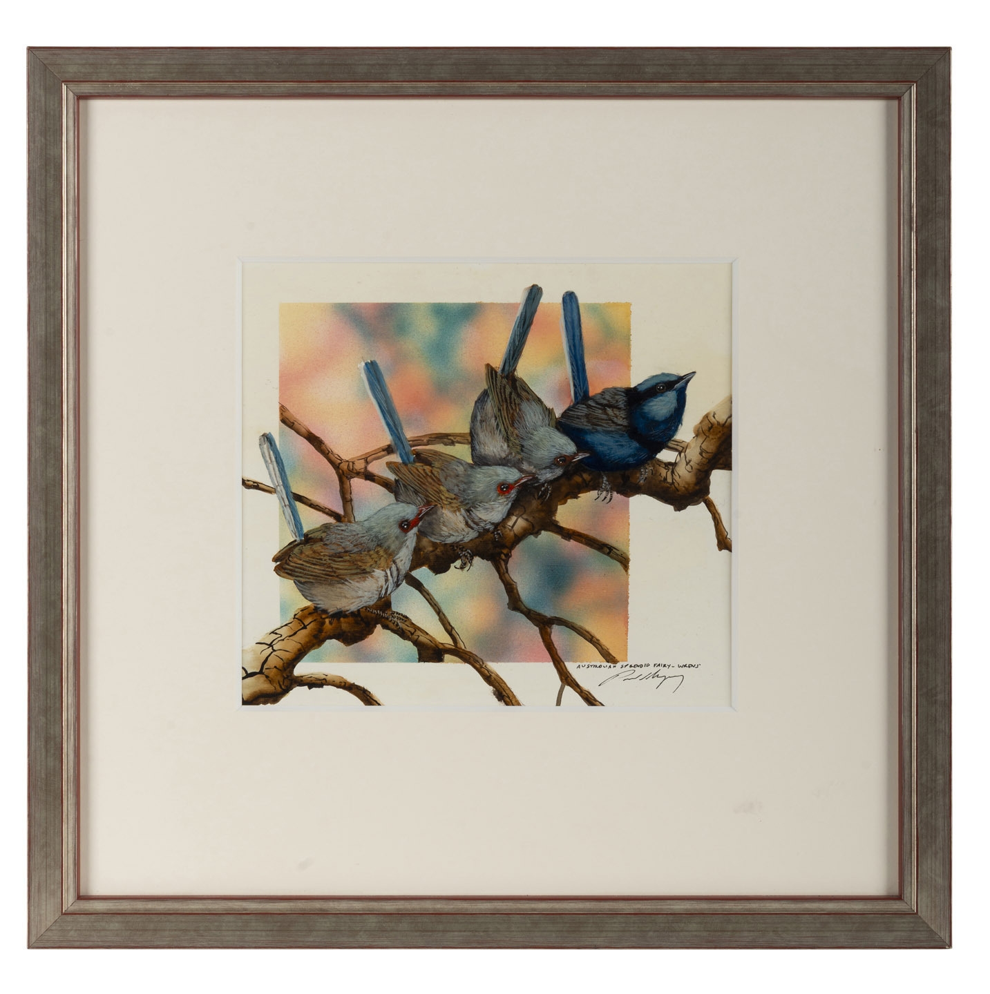 Paul Margocsy | Australian Splendid Fairy Wrens | MutualArt