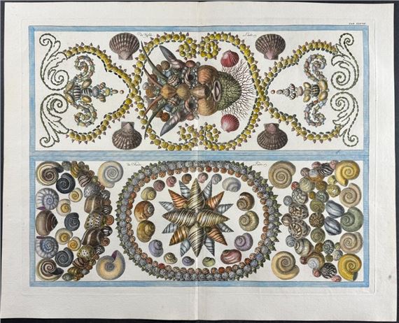 Shells. 37 - Albertus Seba