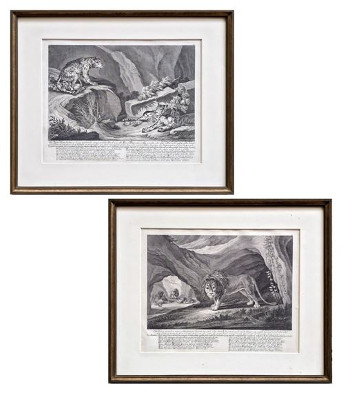 Two framed black-and-white engravings depicting wild cats in naturalistic landscapes.