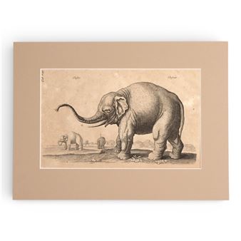 Elephants - Francis Barlow