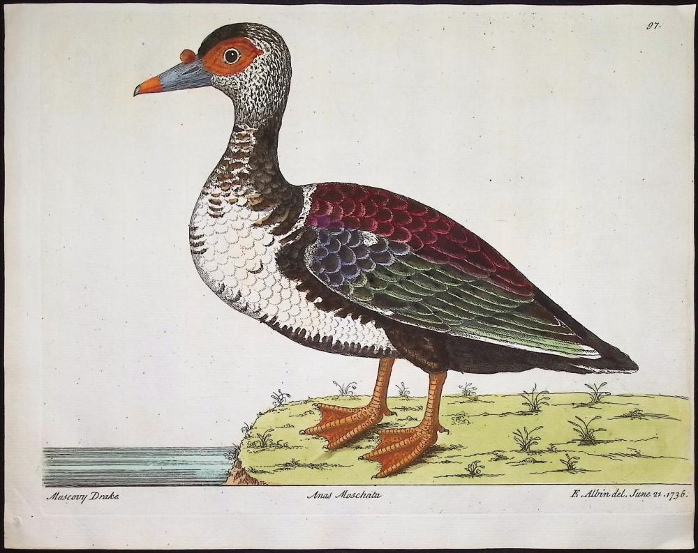 Eleazar Albin | 3 Bird Engravings (1738 - 1740) | MutualArt