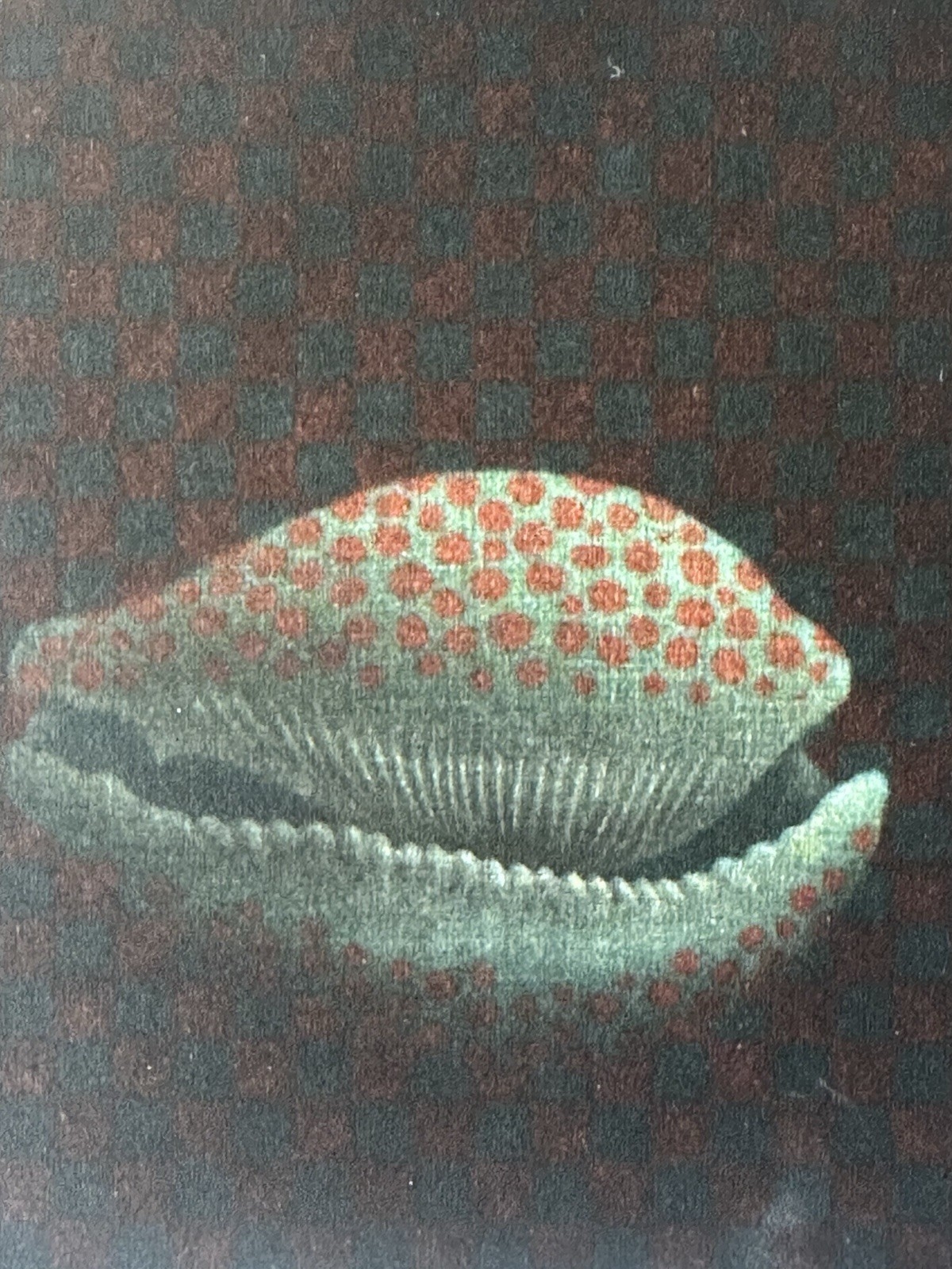 Yozo Hamaguchi | Shell (1976) | MutualArt