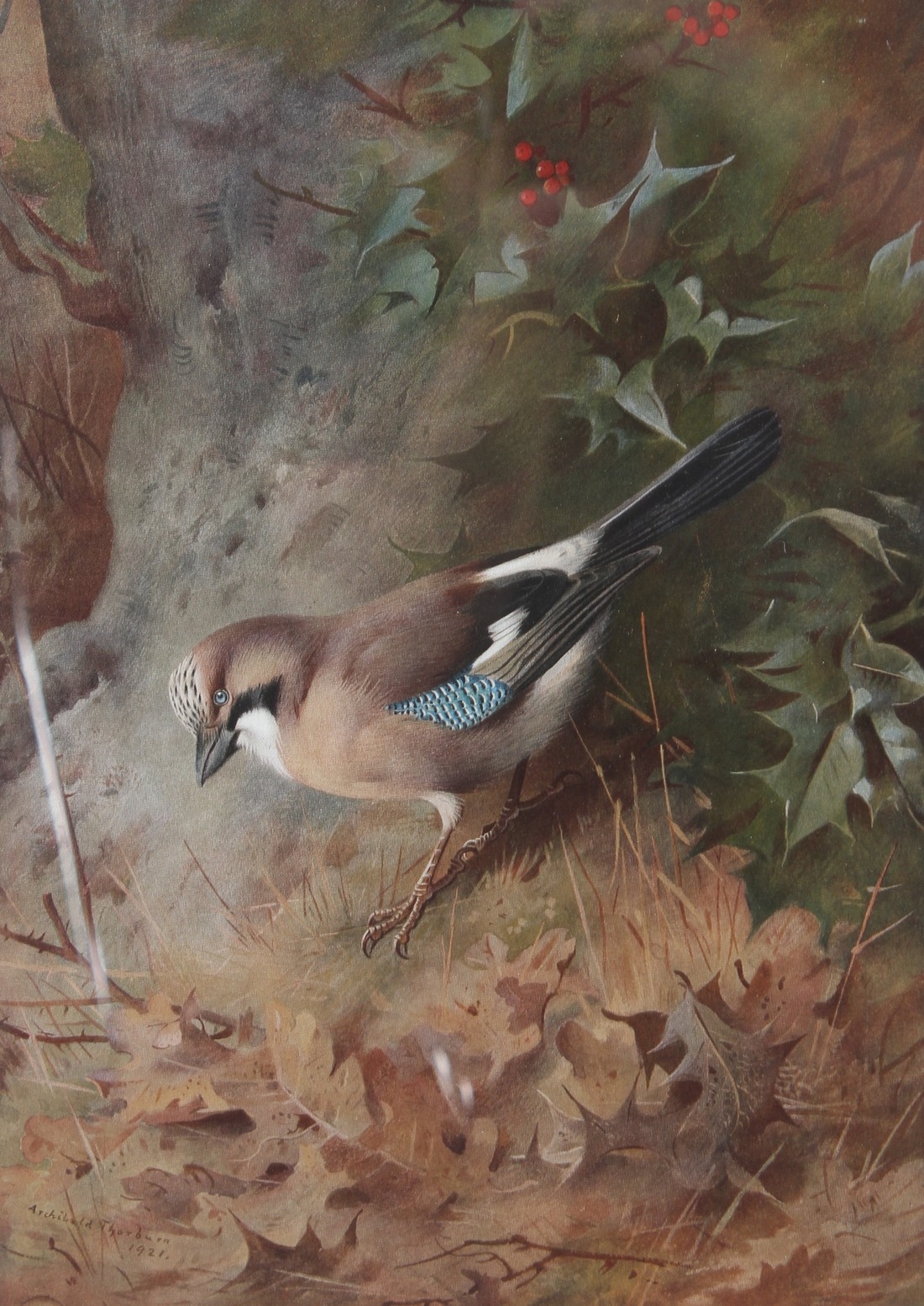 Archibald Thorburn | Jay (1921) | MutualArt