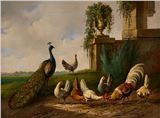 Paon, coq et poules picorant Picture
