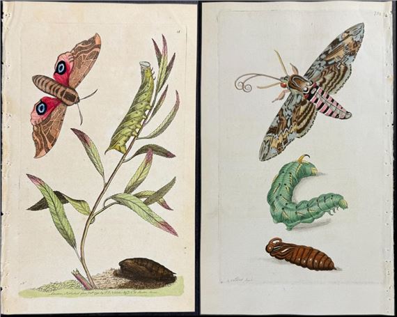 Frederick Polydore Nodder | 3 Sphinx Moth Engravings (1789 - 1813 ...