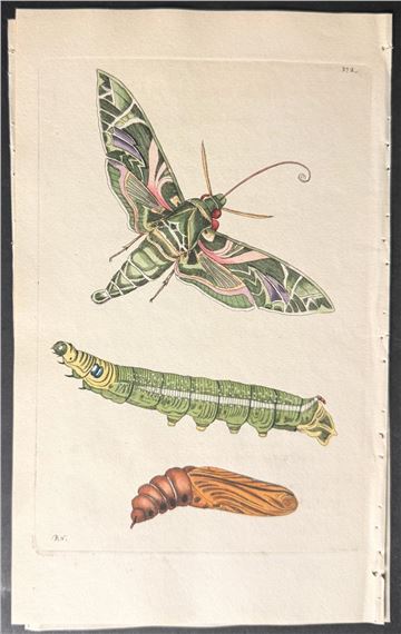 Frederick Polydore Nodder | 3 Sphinx Moth Engravings (1789 - 1813 ...