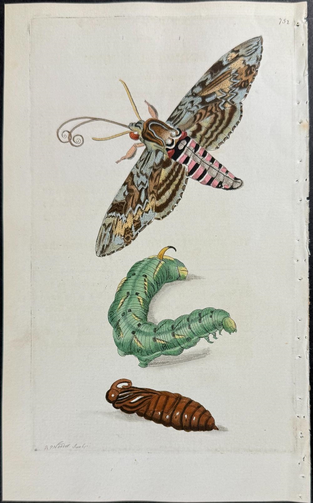 Frederick Polydore Nodder | 3 Sphinx Moth Engravings (1789 - 1813 ...