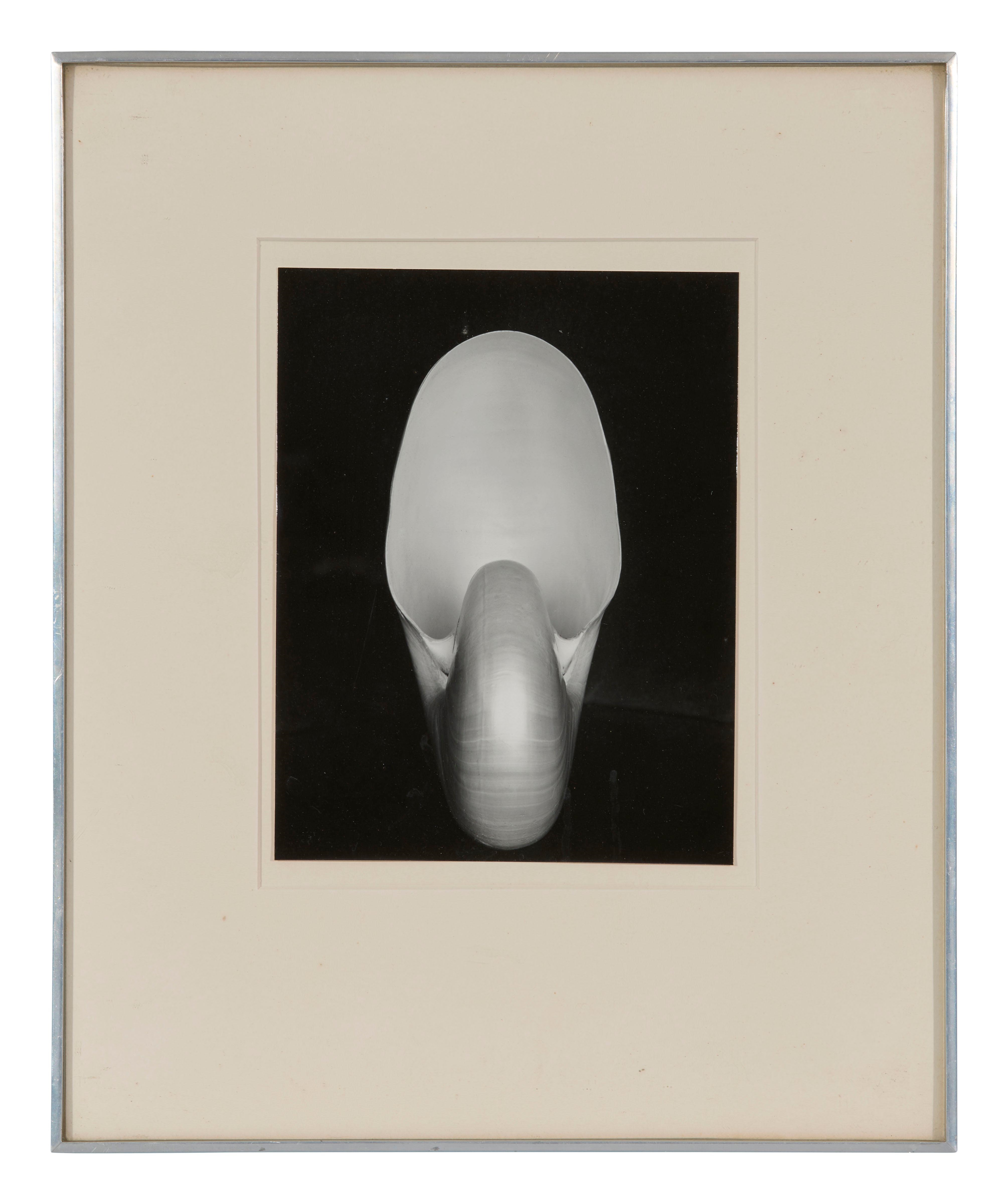 Edward Weston | Shell | MutualArt