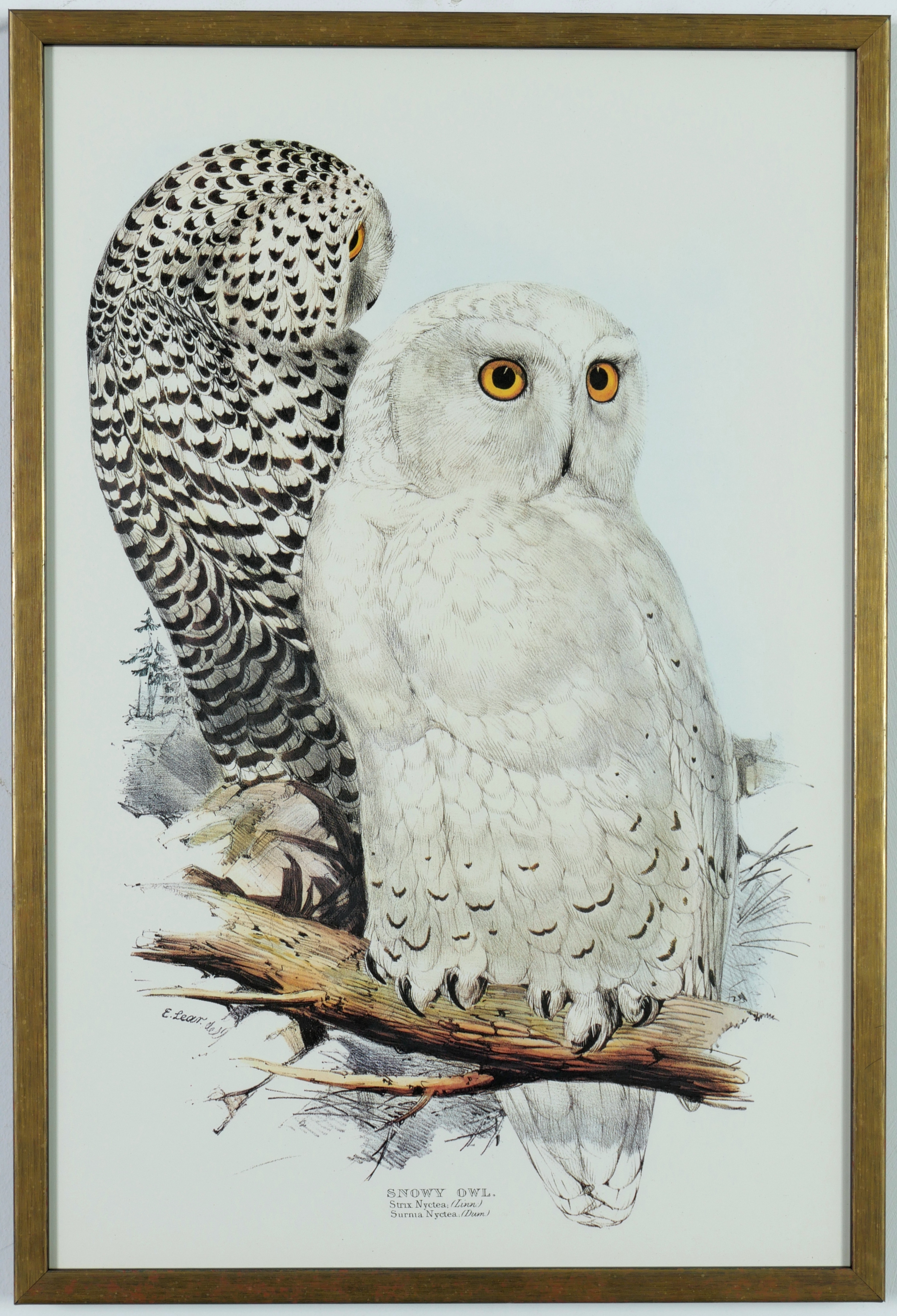 Edward Lear | A PAIR OF OWLS | MutualArt