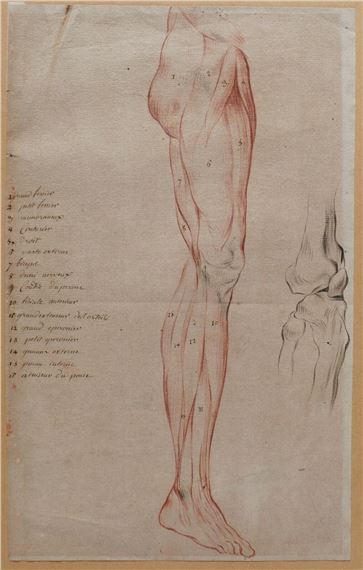 French School, 20th Century | Ancient Drawing Human Body Anatomy Flayed ...