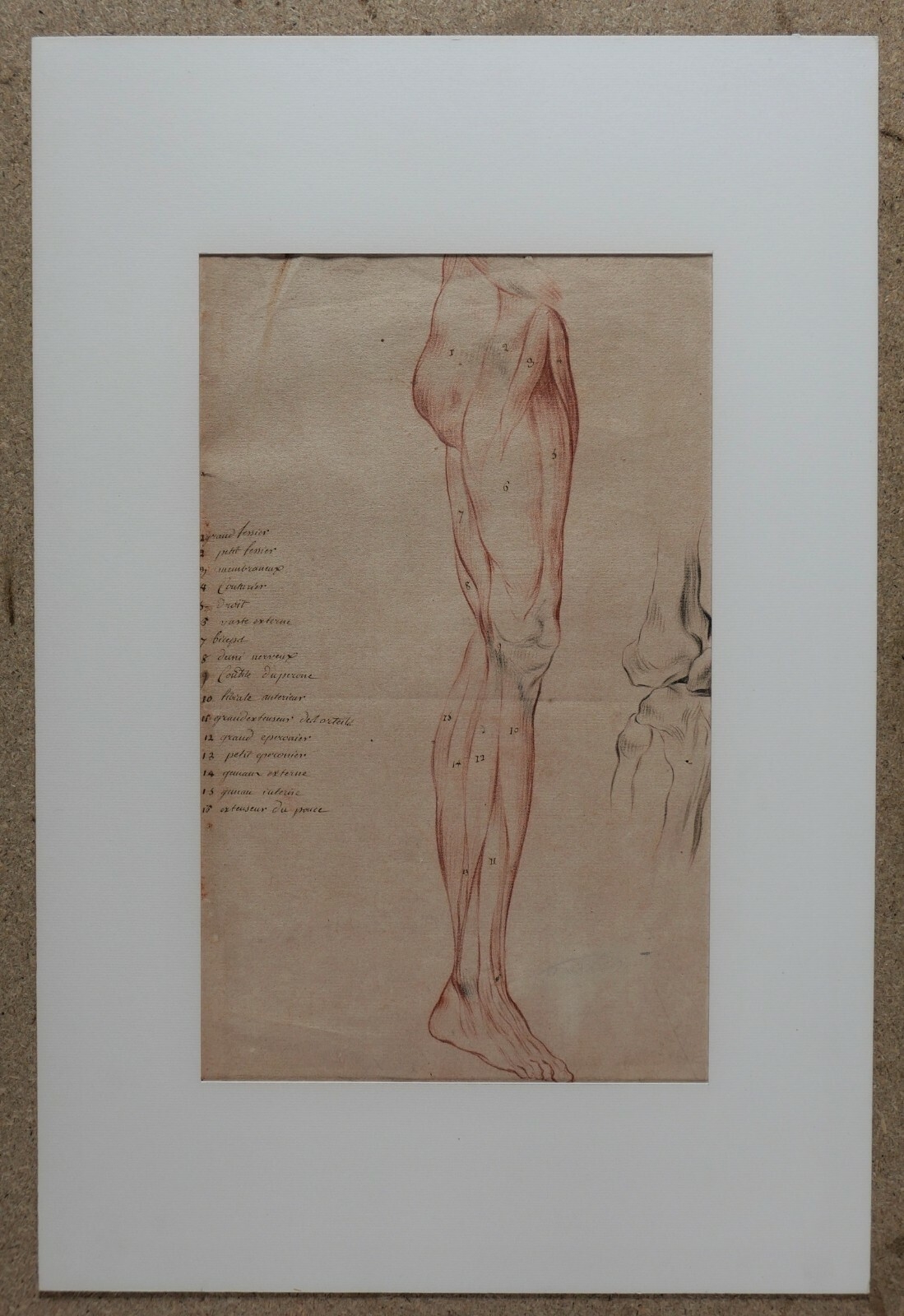 French School, 20th Century | Ancient Drawing Human Body Anatomy Flayed ...