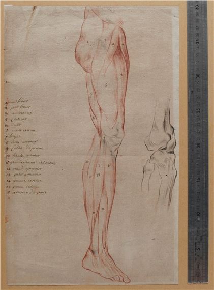 French School, 20th Century | Ancient Drawing Human Body Anatomy Flayed ...