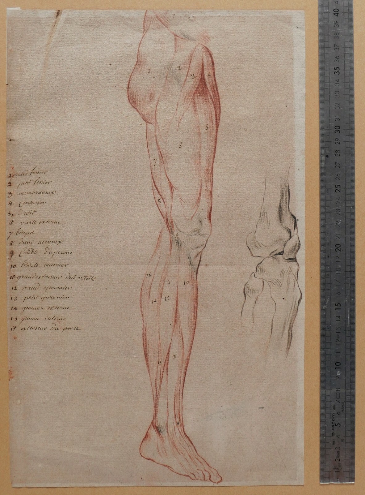 French School, 20th Century | Ancient Drawing Human Body Anatomy Flayed ...
