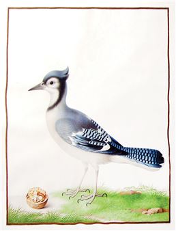 Blue Jay (Cyanocitta cristata