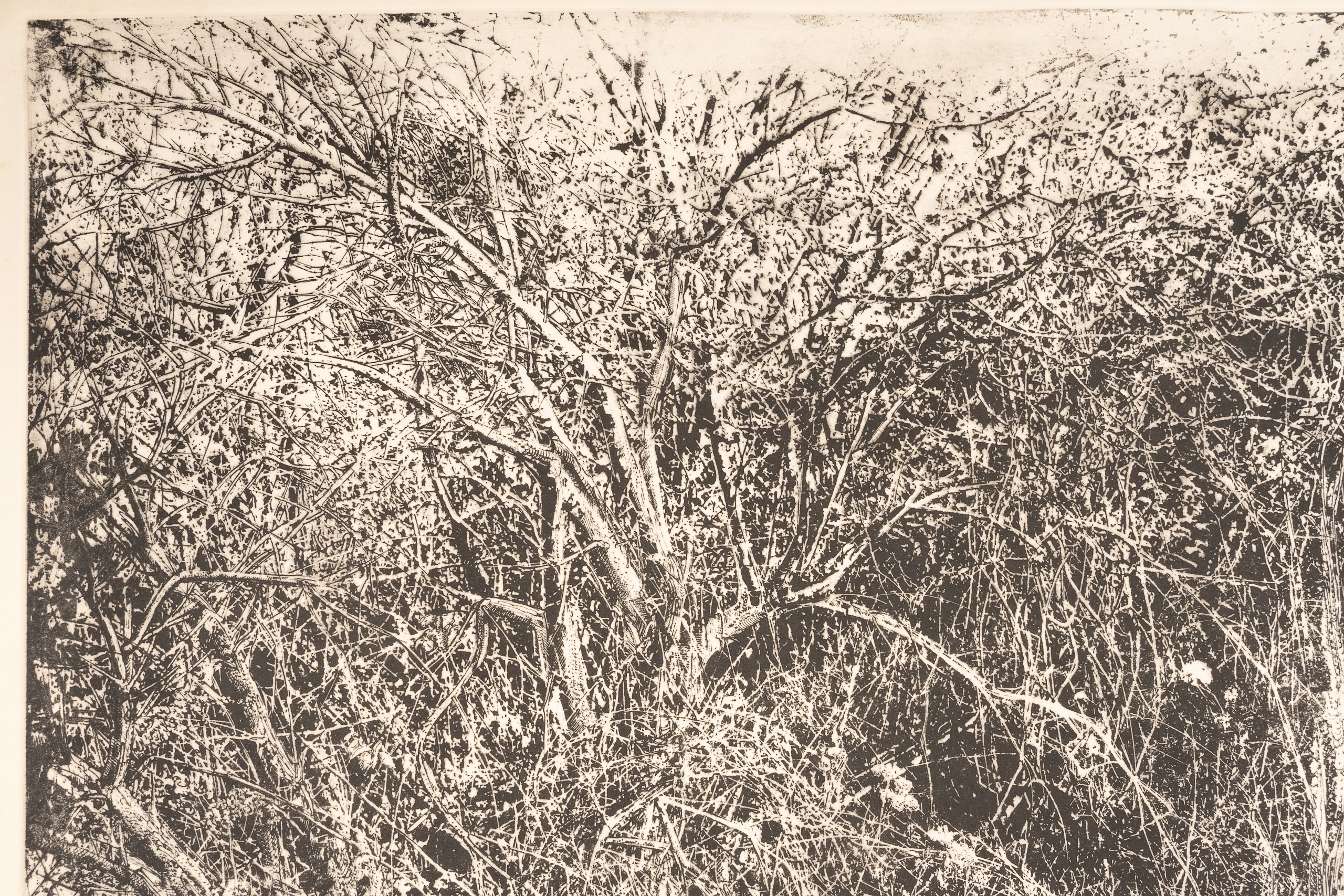 Arnold Bittleman | Cambridge Thicket | MutualArt