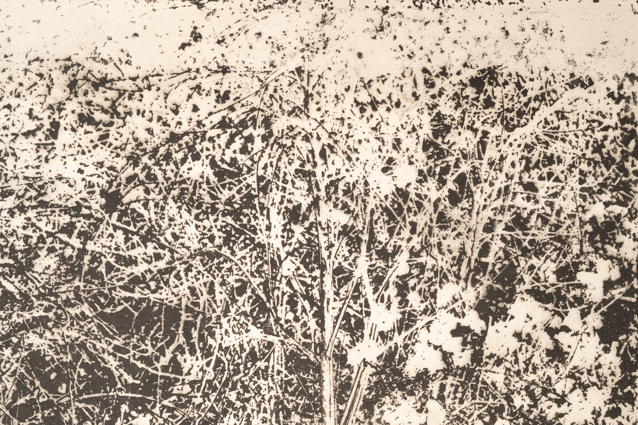 Arnold Bittleman | Cambridge Thicket | MutualArt