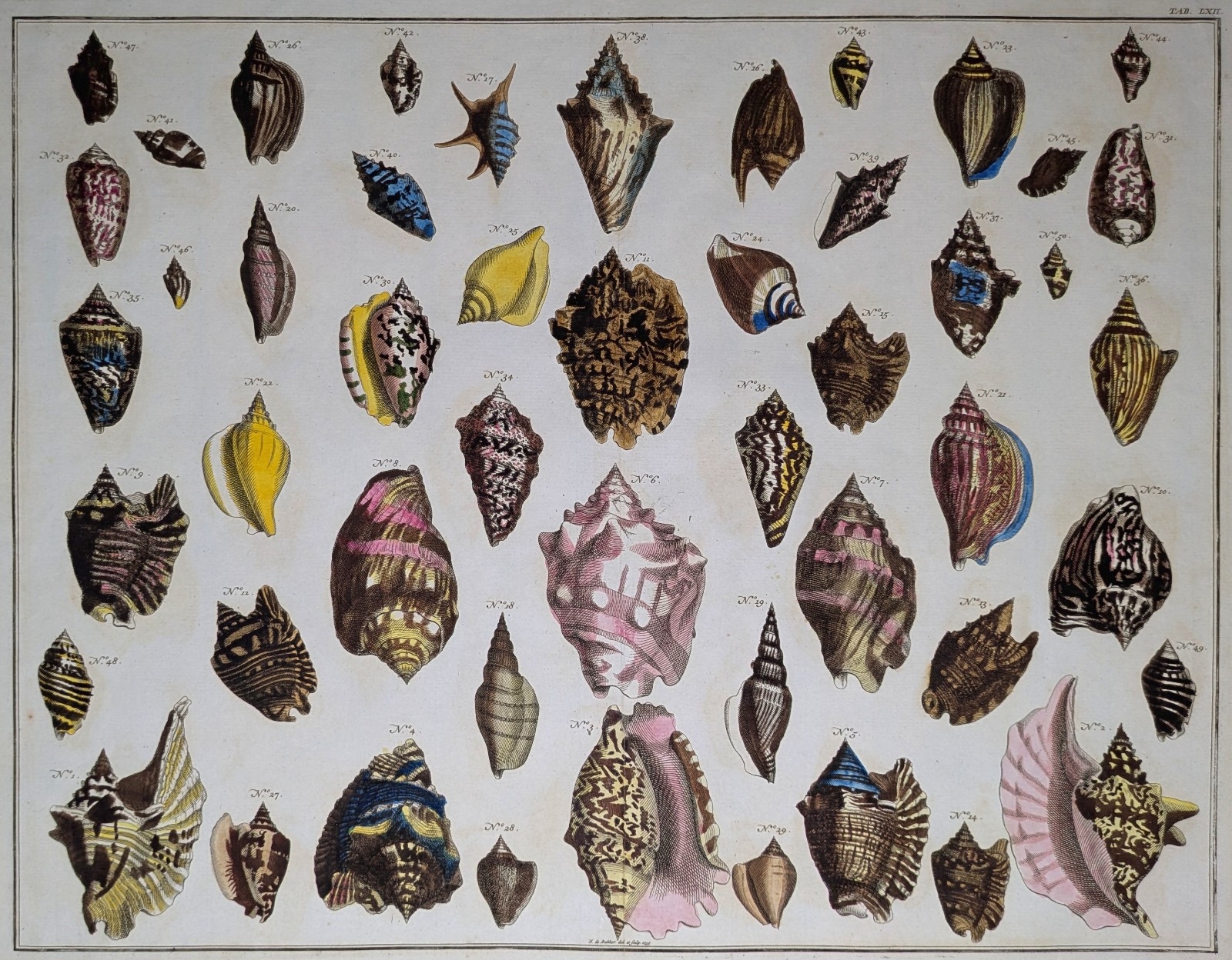 Albertus Seba | Sea Snails (1758) | MutualArt