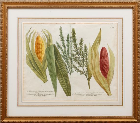 Georg Dionysius Ehret | Frumentum Indicum, Mays Dictum (1737) | MutualArt