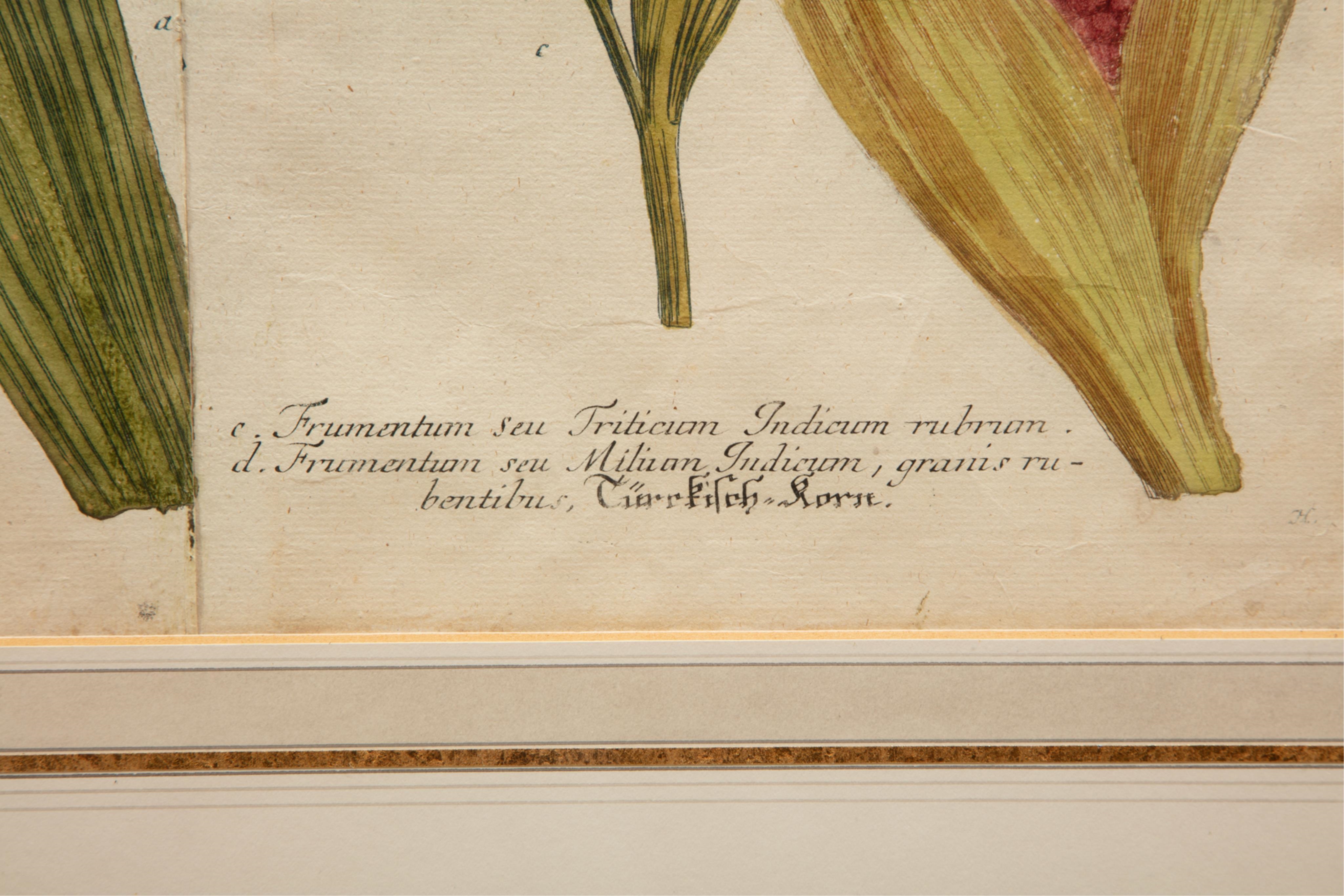 Georg Dionysius Ehret | Frumentum Indicum, Mays Dictum (1737) | MutualArt