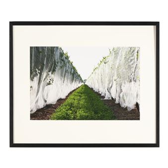 A framed photograph of a greenhouse aisle with rows of plants under white protective coverings.
