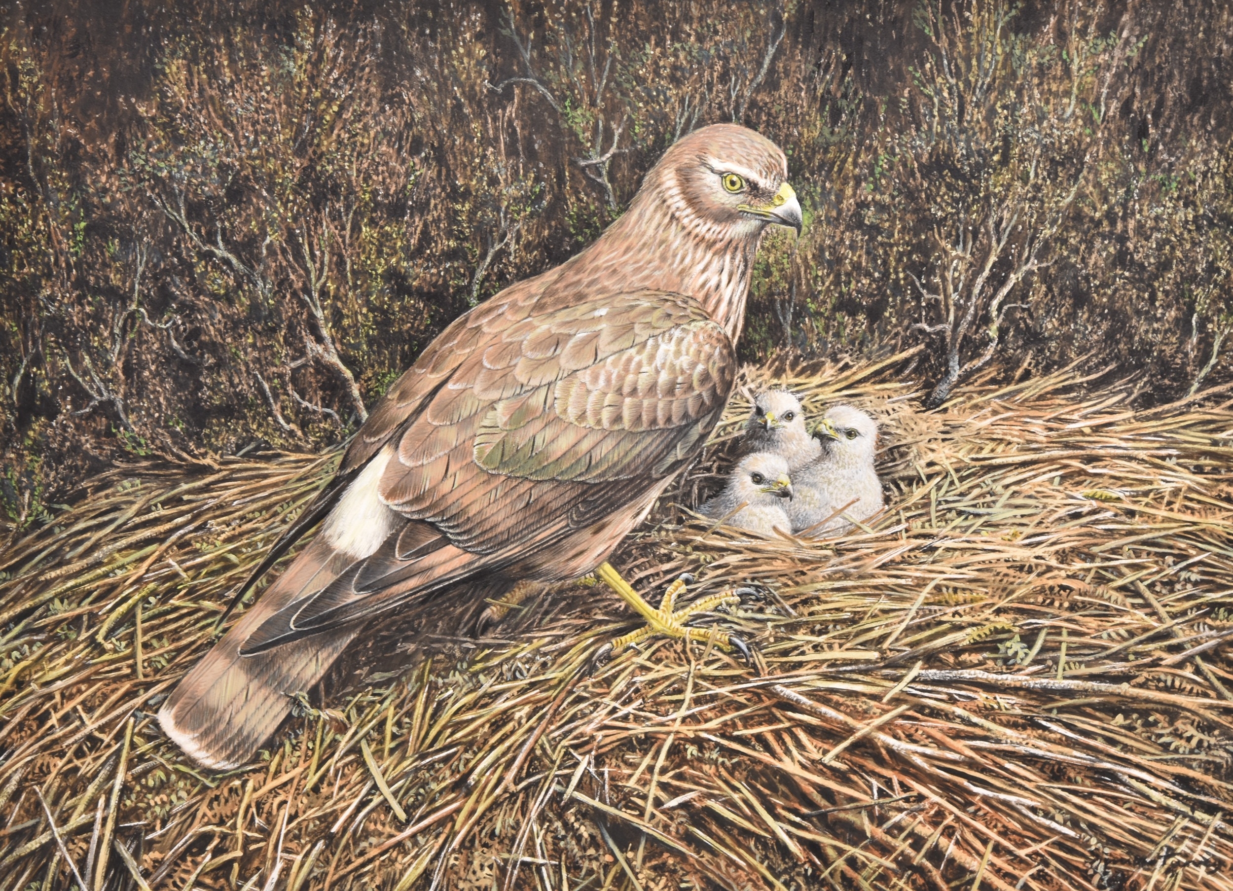 Simon Turvey | Hen Harrier On Swinton Estate, Watching over her Chicks ...