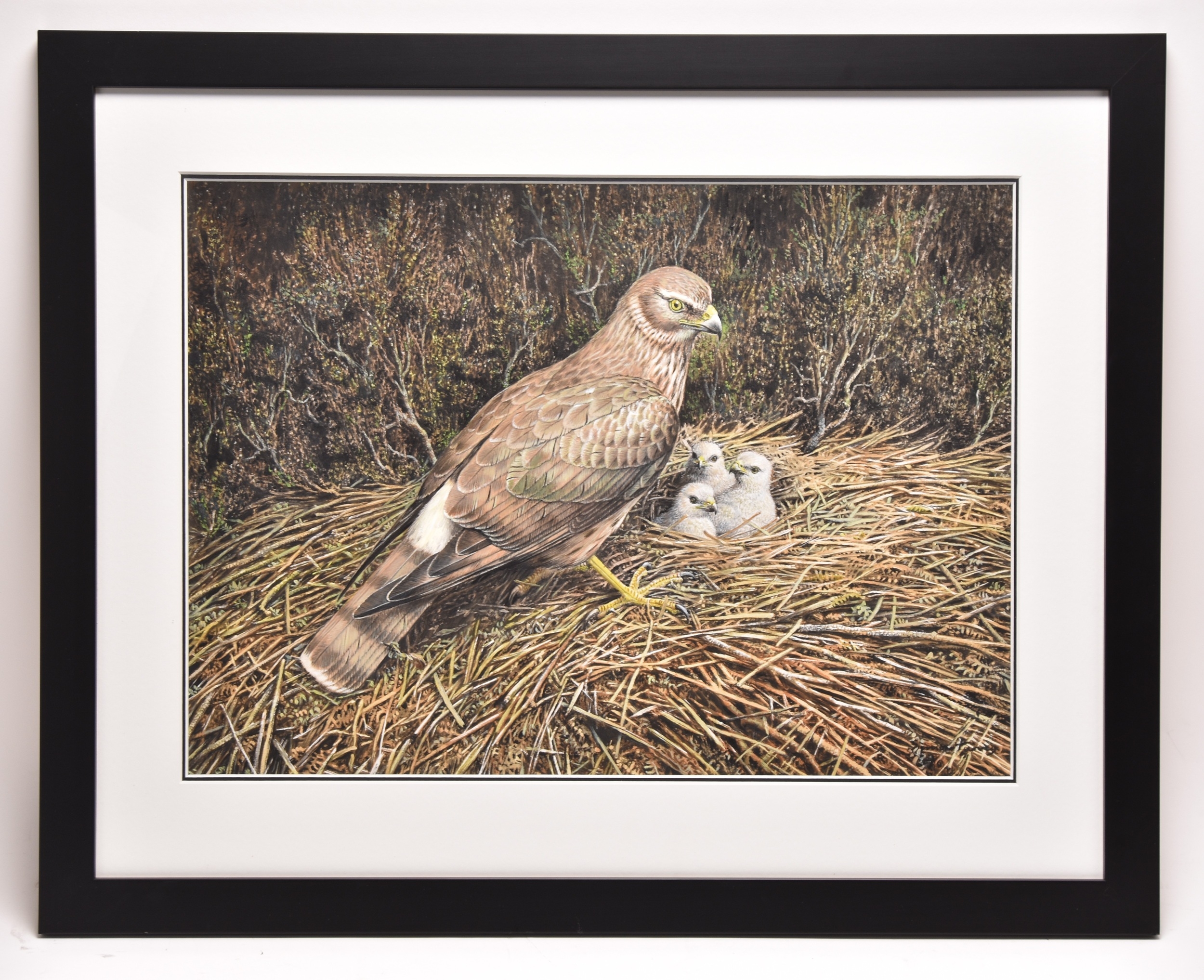 Simon Turvey | Hen Harrier On Swinton Estate, Watching over her Chicks ...