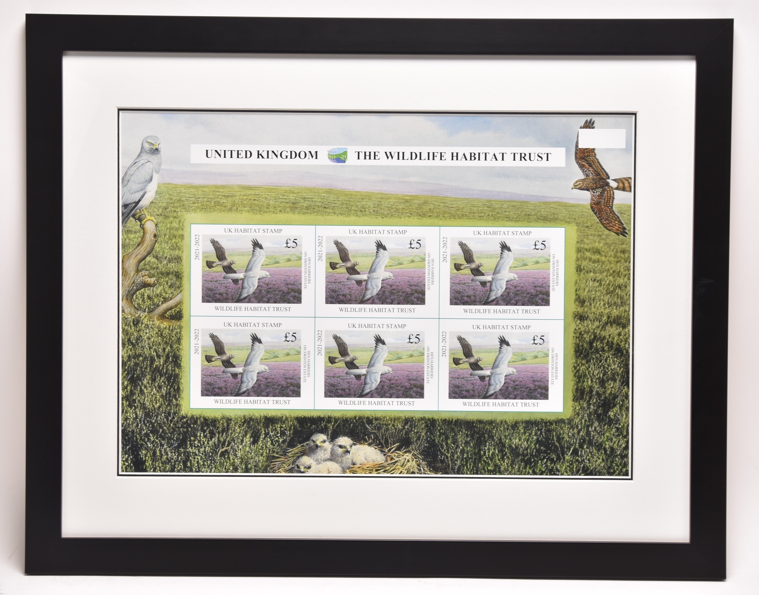 Simon Turvey | Hen Harrier On Swinton Estate, Watching over her Chicks ...