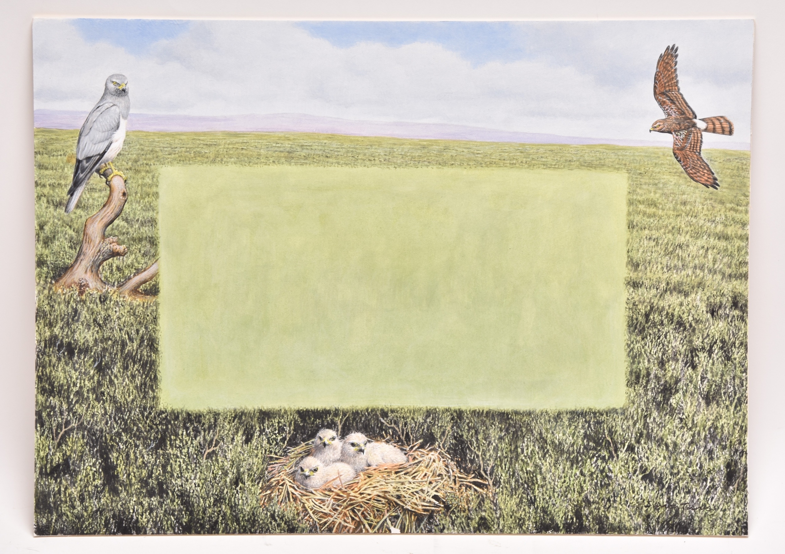 Simon Turvey | Hen Harrier On Swinton Estate, Watching over her Chicks ...